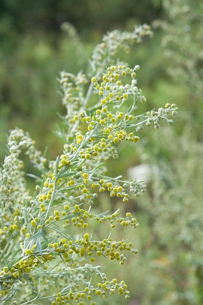 7 Plants that Repel Ticks and Fleas (Safe for Dogs) Levo League