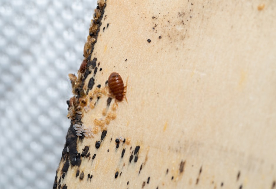 Baby Bed Bugs (Nymphs) Facts, Colors, Sizes, Bites, and How to Identify