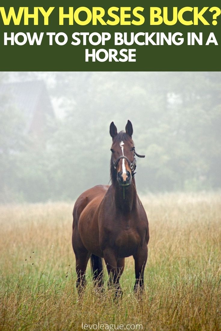 Why Horses Buck Understand the Reasons Behind a Bucking Horse