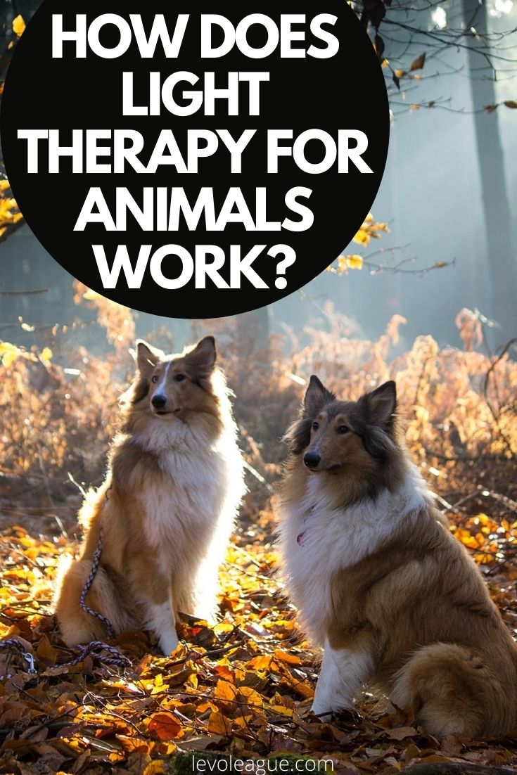 Light Therapy for Animal Treatment How Does It Work? Levo League