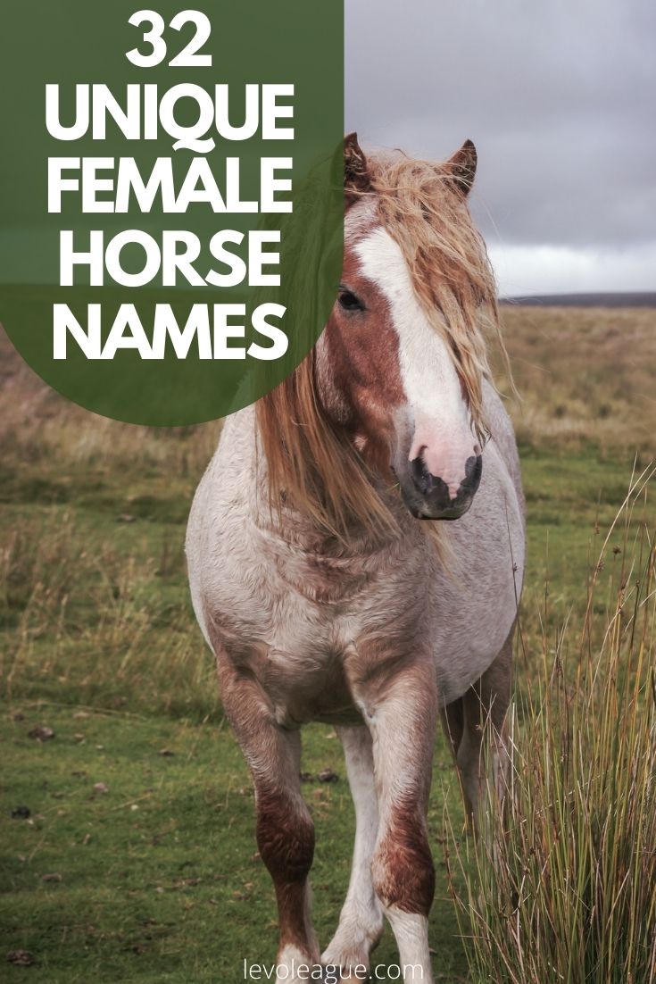 32 Unique Female Horse Names and Their Meanings Levo League