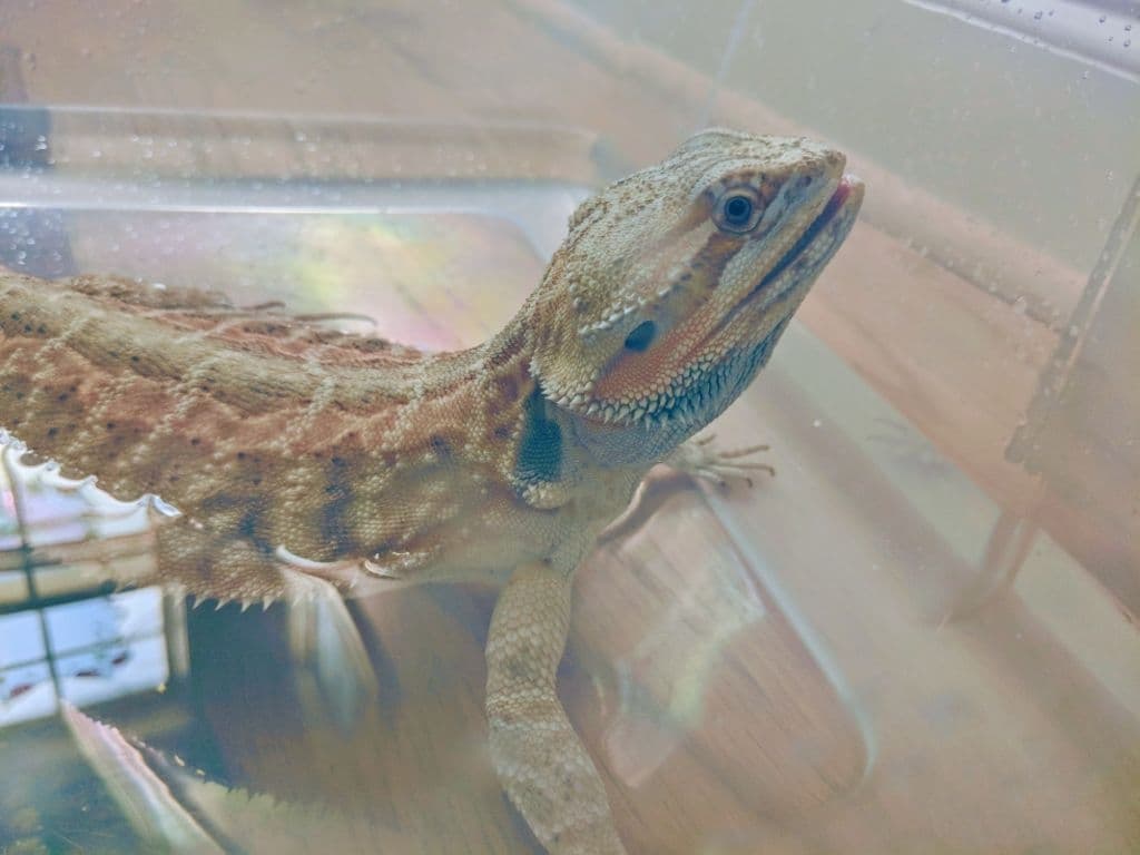 A Guide To Taking Proper Care Of Your Bearded Dragon Levo League