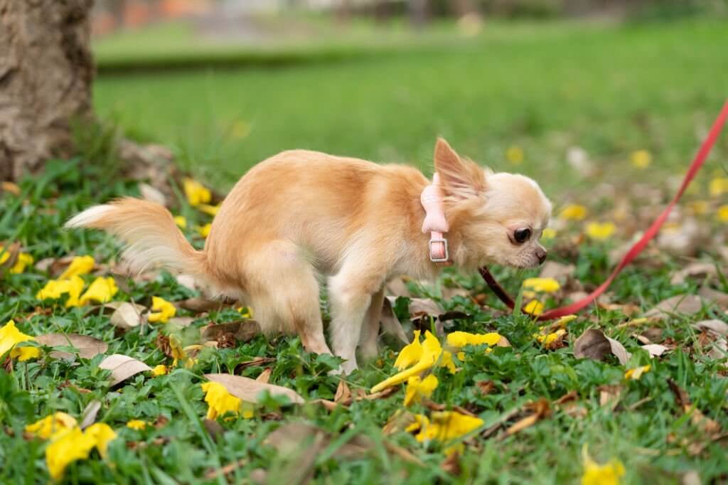 How to Make a Dog Poop Quickly 13 Fast and Easy Ways Levo League