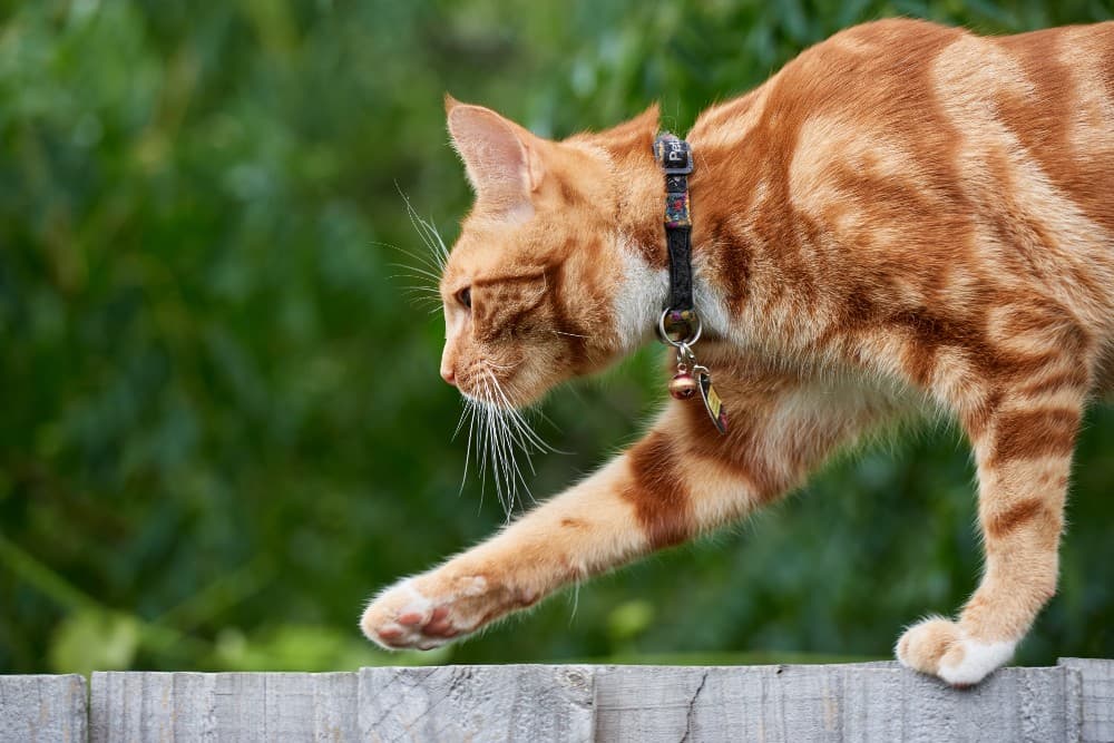 How To Choose The Safest Cat Collars Levo League
