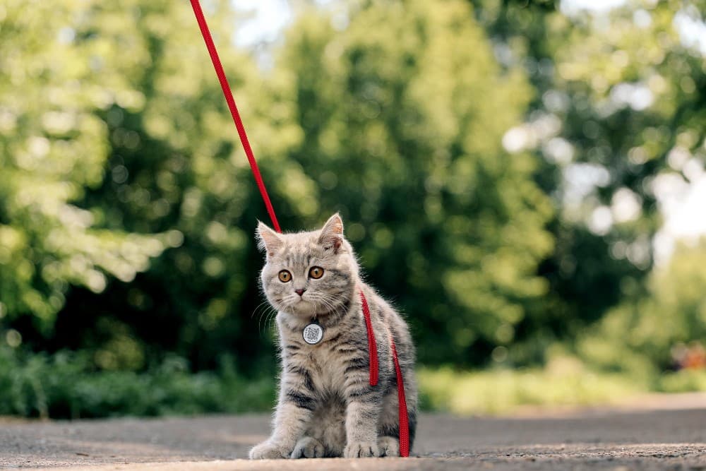 How To Choose The Safest Cat Collars Levo League
