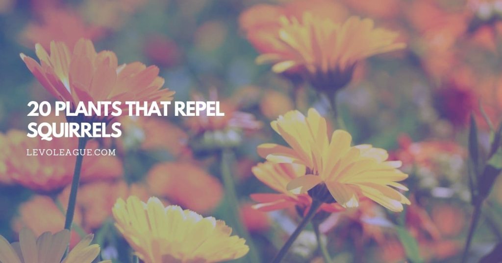20 Plants that Repel Squirrels Keep Your Garden Squirrelfree