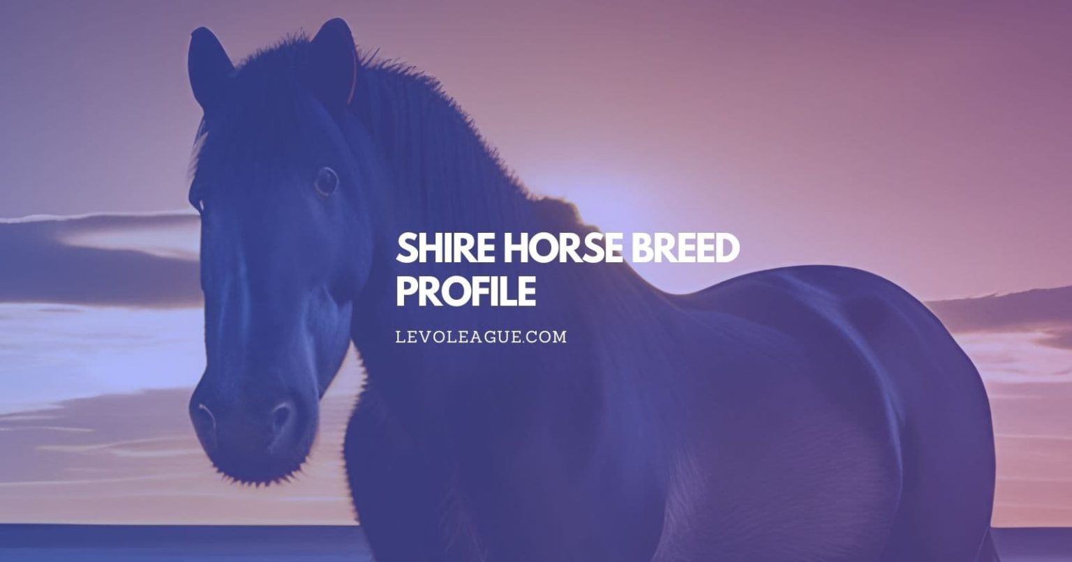 Shire Horse Breed Facts, Temperament, Lifespan, and Care